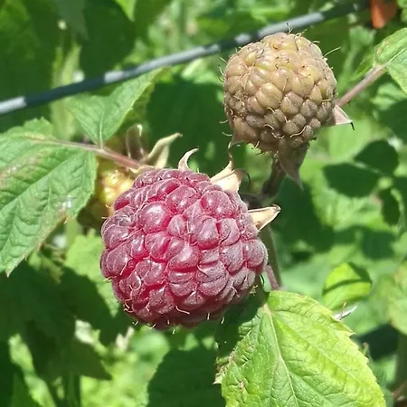 Domacinstvo Filipovic * Rakovica (Cajetina)