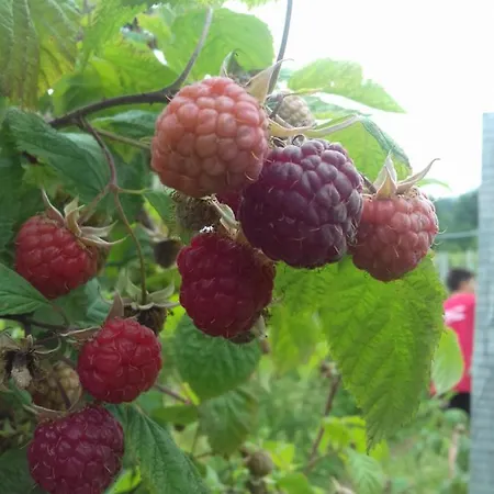 Domacinstvo Filipovic * Rakovica (Cajetina)