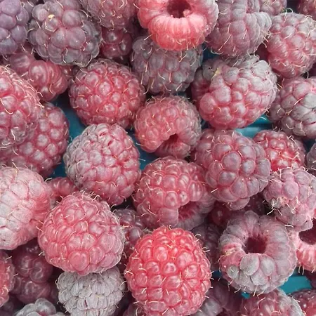 Domacinstvo Filipovic Case de vacanță Rakovica (Cajetina)