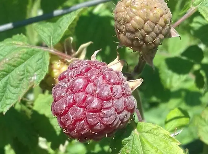 Domacinstvo Filipovic * Rakovica (Cajetina)