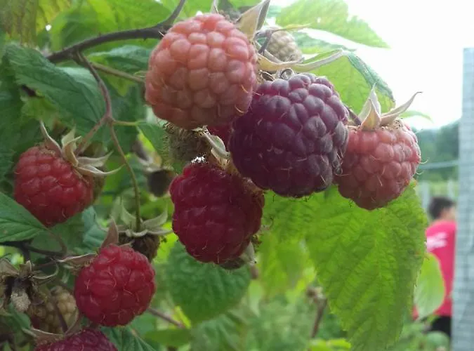 Domacinstvo Filipovic * Rakovica (Cajetina)