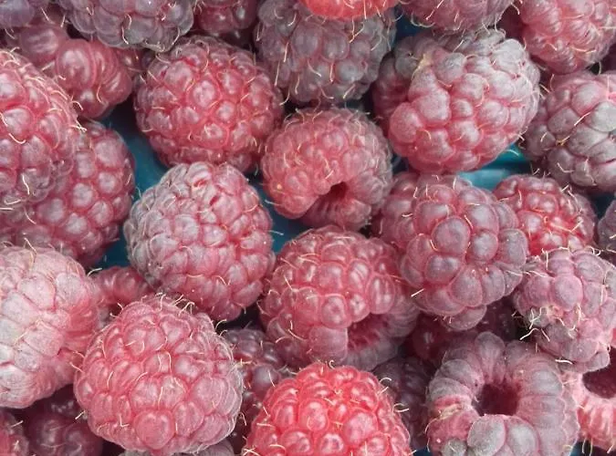 Domacinstvo Filipovic Ferienhaus Rakovica (Cajetina)